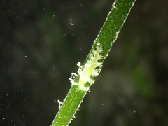 Hancockia uncinata