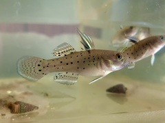 Stigmatogobius sadanundio