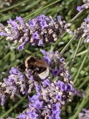 Bombus