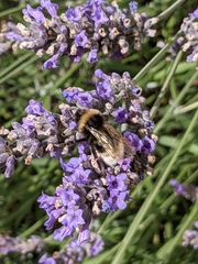 Bombus