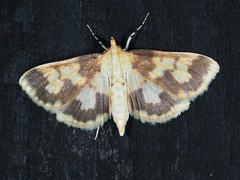 Polygrammodes langdonalis