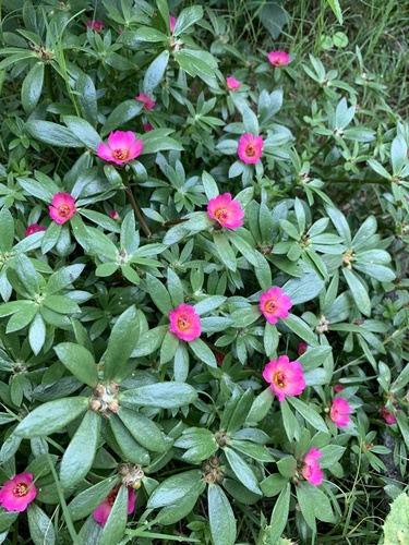 Portulaca amilis