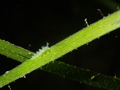 Hancockia uncinata