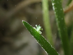 Hancockia uncinata