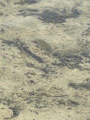 Lepomis macrochirus