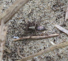 Scotophaeus pretiosus