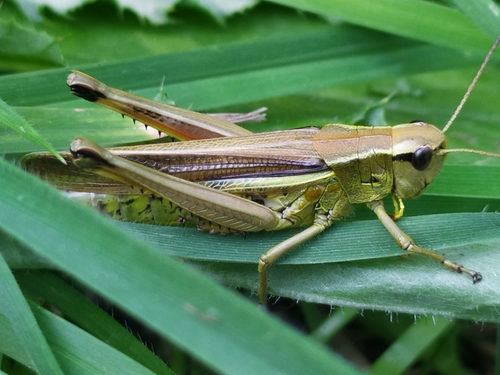Veliki močvarni skakavac (Stethophyma grossum)