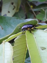 Rutela