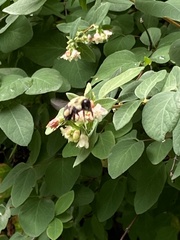 Bombus impatiens