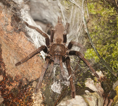 Chilobrachys dyscolus