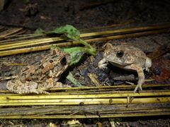 Sclerophrys pusilla