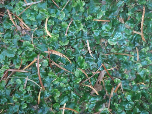 lupeňovec (Conocephalum)