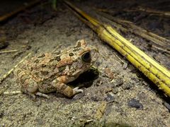 Sclerophrys pusilla