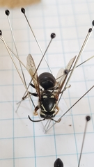 Dolichovespula maculata