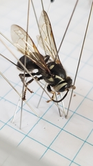 Dolichovespula maculata