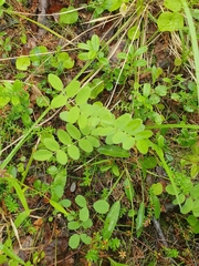Astragalus frigidus