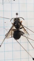 Dolichovespula maculata