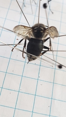 Dolichovespula maculata