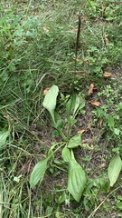 Plantago urvillei