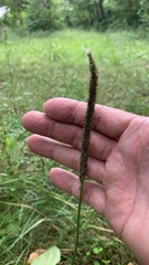 Plantago urvillei