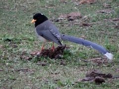 Urocissa flavirostris