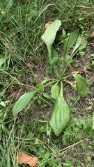 Plantago urvillei