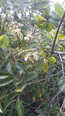 Annona glabra
