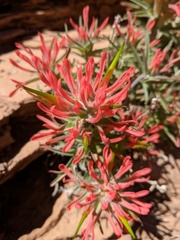Castilleja scabrida scabrida