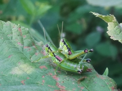 Odontopodisma schmidtii