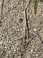 Bembix americana spinolae