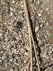 Bembix americana spinolae