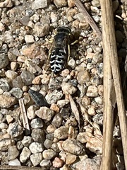 Bembix americana spinolae
