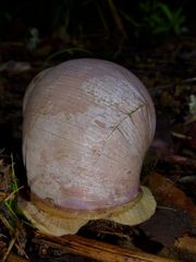 Burtoa nilotica