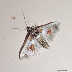 Leucinodes orbonalis