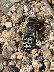 Bembix americana spinolae