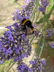 Bombus