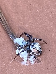 Metepeira labyrinthea