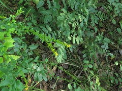Solidago delicatula