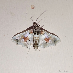 Leucinodes orbonalis