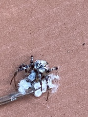 Metepeira labyrinthea