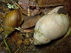 Burtoa nilotica