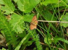 Idaea flaveolaria