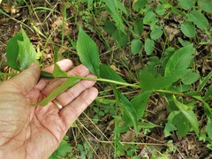 Solidago delicatula