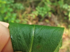 Solidago delicatula