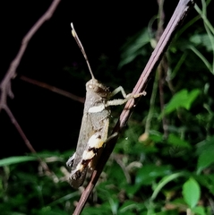 Apalacris nigrogeniculata