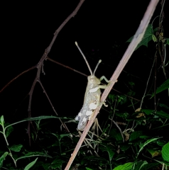 Apalacris nigrogeniculata