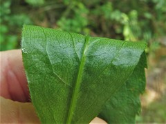 Solidago delicatula