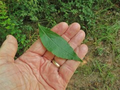 Solidago delicatula