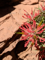 Castilleja scabrida scabrida