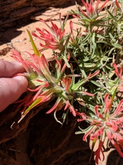 Castilleja scabrida scabrida